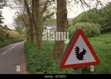 Vorsicht vor roten Eichhörnchen auf dem Weg nach Rosel Jersey die Channel Islands UK 2000s HOMER SYKES Stockfoto