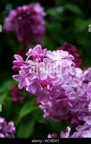 Lebendige Syringa vulgaris, Flieder, in üppiger Frühlingsblüte. Stockfoto