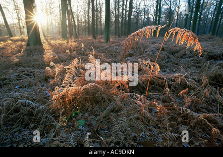 Herbstliche Sonnenstrahlen fallen auf frostigen Farne im Wald Peerdsbos Brasschaat Belgien Europa Stockfoto