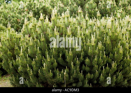 Schweizer Bergkiefer Mugo Pinaceae Pinus Mugo Sträucher mit dichten grünen Nadeln und aufrechten neuen Wachskerzen. Stockfoto