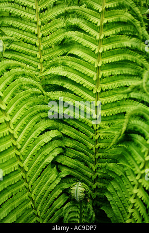 Üppige Farnwedel entfalten sich in einem symmetrischen natürlichen Muster. Stockfoto