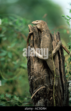 Bengalen-Waran Varanus feige Keoladeo Ghana NP Indien Stockfoto