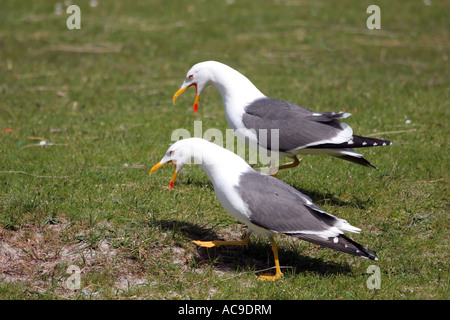 Weniger schwarze gesicherten Möwen Larus Fuscus anzeigen Isle of Mull, Schottland Stockfoto