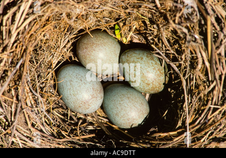 Amsel nest mit vier Eiern Turdus Merula Alicante Spanien Stockfoto