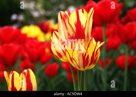 Nahaufnahme einer gelben und roten Tulpe in voller Blüte, umgeben von leuchtend roten Tulpen in einem Garten. Stockfoto