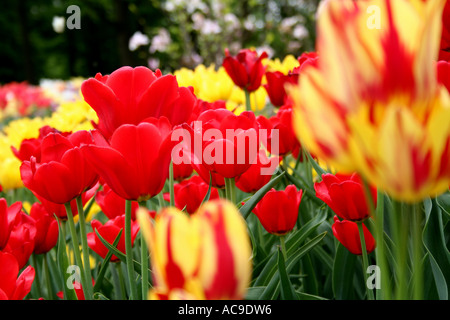 Leuchtende rote, gelbe und orange Tulpen in voller Blüte in einem üppigen Garten, die die Schönheit der Frühlingsblumen zeigen. Stockfoto