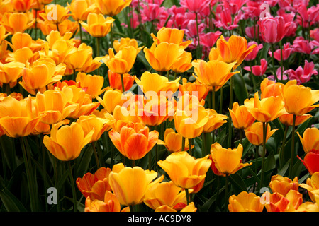 Leuchtende orange und gelbe Tulpen in voller Blüte mit rosa Tulpen im Hintergrund. Stockfoto