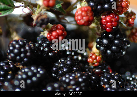 Sammlerinnen erfreuen, Essen kostenlos aus der Hecke. Herbst Bounty frische Sonne gereift Brombeeren Stockfoto