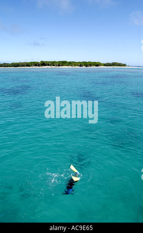 Tauchen auf Lady Musgrave Island, Great Barrier Reef, Queensland Australien Fotografie von Bruce Miller 6 2003 Stockfoto