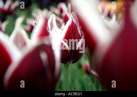 Nahaufnahme von kastanienbraunen und weißen Tulpen in voller Blüte mit weichem Hintergrund, die ihre auffälligen Farben hervorheben. Stockfoto