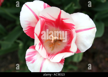 Nahaufnahme einer weißen Tulpe mit leuchtenden rosa Streifen, die detaillierte Blütenblätter und komplizierte Blumenmuster zeigt. Stockfoto