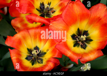 Nahaufnahme leuchtender roter und gelber Tulpen in voller Blüte mit ihren komplizierten Blütenblättern und dunklen Zentralen. Stockfoto