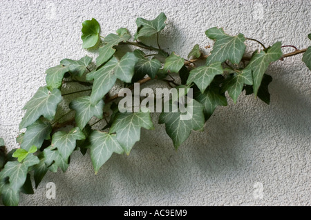 Efeu-Hedera-Helix, die über eine strukturierte weiße Wand klettert. Nahaufnahme grüner Blätter mit blassen Adern auf hellem Hintergrund. Stockfoto