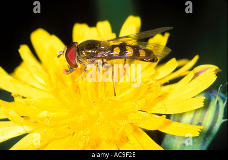 Schwebfliege, Familie Syrphidae. Fütterung auf Blume Stockfoto