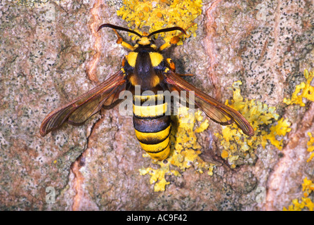 Hornet Clearwing Motte, Sesia Apiformis. Auf Flechten bedeckt Pappel Baumstamm Stockfoto