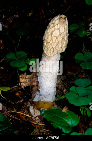 Gemeinsame Exemplar des Gemeinen Stinkmorchels, Phallus impudicus. Fruchtkörper auf Waldboden Stockfoto