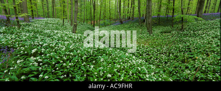 Buchenholz mit Bärlauch Bärlauch Allium Ursinum und Glockenblumen in Blume Belgien Stockfoto