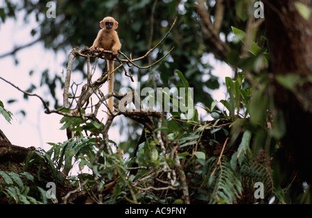 Languren junge im Baum Presbytis Pileata Kazaringa Assam Indien begrenzt Stockfoto