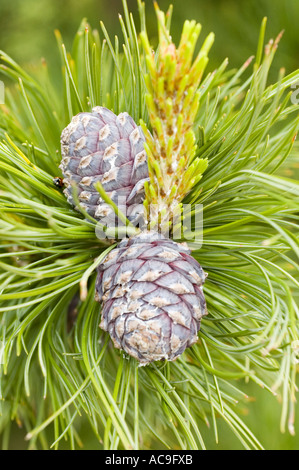 Nahaufnahme von violetten Kegeln auf einer Zirbe oder Alpenkiefer, sibirischen Zirbe oder Limba (Pinus cembra) Zweig mit grünen Nadeln. Stockfoto