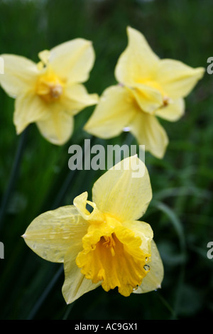 Drei gelbe Narzissen in voller Blüte, mit Tautropfen auf ihren Blütenblättern, die sich vor einem verschwommenen grünen Hintergrund abheben. Stockfoto