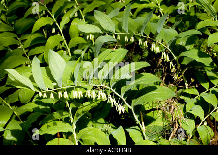 Solomons Robbenblume Polygonatum odoratum blüht in einem Garten mit üppig grünen Blättern und weißen glockenförmigen Blüten. Stockfoto