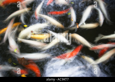 Koi-Karpfen schwimmen im Teich Stockfoto