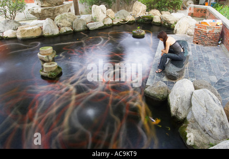 Frau sitzen und beobachtete Koi-Karpfen im Teich Stockfoto