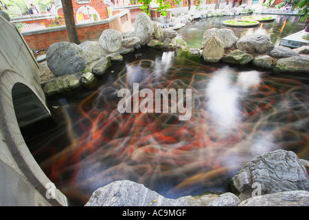 Spuren von Koi-Karpfen schwimmen im Teich Stockfoto