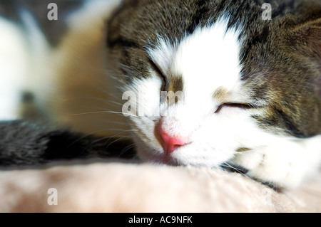 Calico Katze schläft. Stockfoto