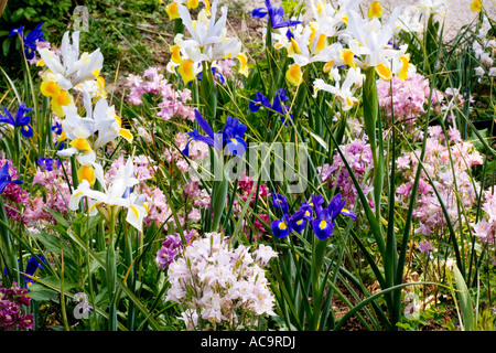 Köstlichen Iris am Abtei-Haus-Gärten, Malmesbury, Wiltshire, UK, England Stockfoto