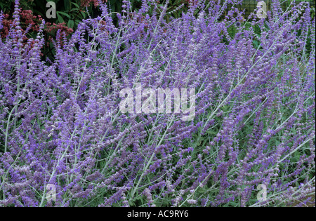 Perovskia Atriplicifolia 'Blue Spire', russischer Salbei Gartenpflanze aromatisches Kraut Kräuter Stockfoto