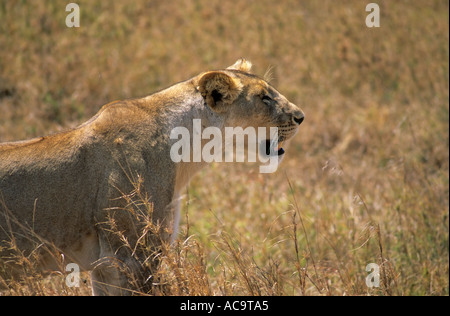 Löwe, Serengeti Nationalpark, Tansania Stockfoto