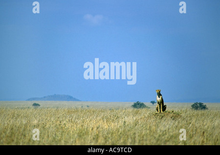 Gepard, Acinonyx Jubatus, Serengeti Nationalpark, Tansania Stockfoto