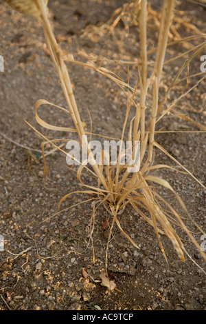 Weizen, Missernten aufgrund der Trockenheit, Nevada Stockfoto