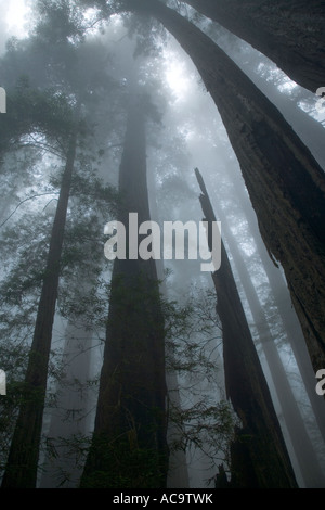 Redwood-Bäume, Silhouette, in Nebel gehüllt, Stockfoto