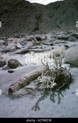 Palmen-Oase in Anza-Borrego Wüste in Infrarot Stockfoto