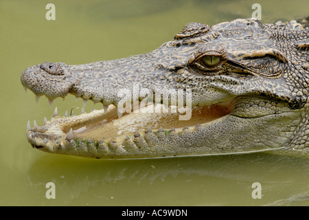 Siam-Krokodil, Khao Yai Nationalpark, Thailand, Asien Stockfoto