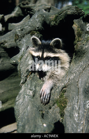 Racoon aus hohlen Baum, Everglades, Florida, USA Stockfoto