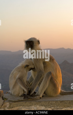 Eine Erwachsene weibliche und säugende grauen Languren Affenbaby (Semnopithecus Entellus) bei Sonnenuntergang in der Monsun-Palast. Stockfoto