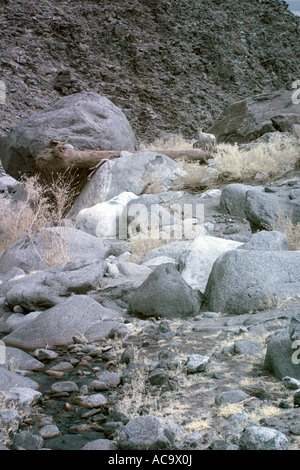 Palmen-Oase in Anza-Borrego Wüste in Infrarot Stockfoto