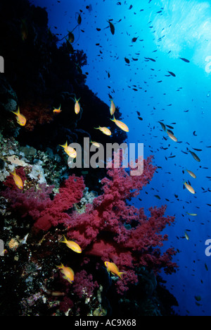 Ägypten Rotes Meer Shab Gotta Wadi Gamel rot Seafan und der Oberfläche Stockfoto