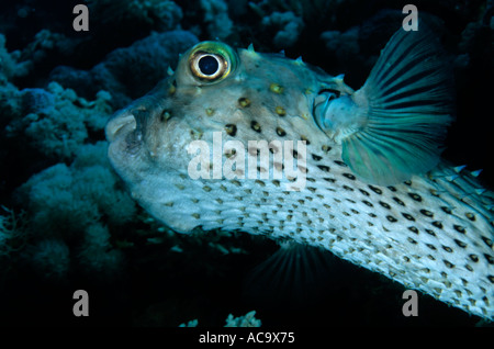 Ägypten Rotes Meer Shab Gotta Wadi Gamel - Porträt eines sommersprossigen Porcupine Fish Stockfoto