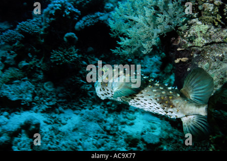 Ägypten Rotes Meer Shab Gotta Wadi Gamel Porträt eine sommersprossige Porcupine Fish Stockfoto