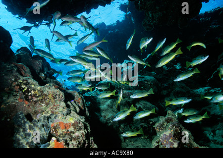 Ägypten Rotes Meer Gotta Wadi Gamel Riff Schule der Fische in einer Höhle Stockfoto