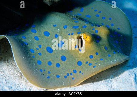 Bluespotted Stingray (Taeniura Lymma) auf sandigen Meeresgrund, Rotes Meer, Stockfoto