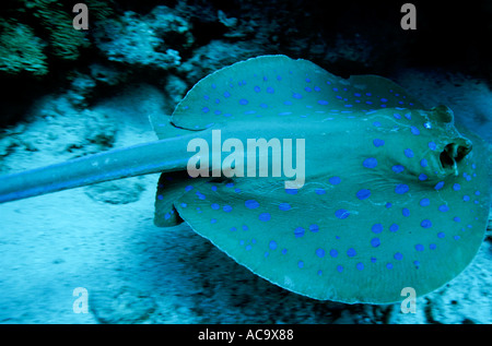 Ägypten Rotes Meer Gotta Wadi Gamel Riff Bluespotted Stingray schwimmen Stockfoto