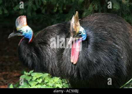Zwei farbige hell südlichen Cassowarys Casuarius Casarius großen flugunfähigen Vögel wildlife Stockfoto