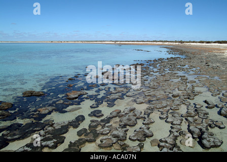 Stromatolithen auf den Strand, Hamelin Pool Marine Nature Reserve, Shark Bay, westliche Autsralia, Australien Stockfoto