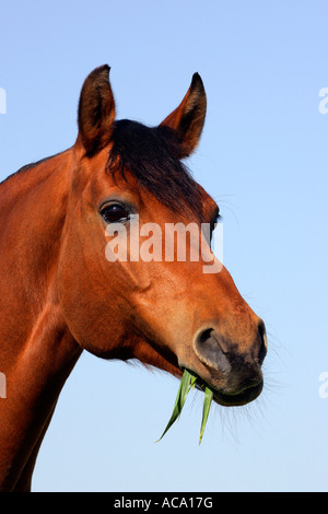 Reitpferd mit Rasen in den Mund - Porträt (Equus Przewalskii F. Caballus) Stockfoto