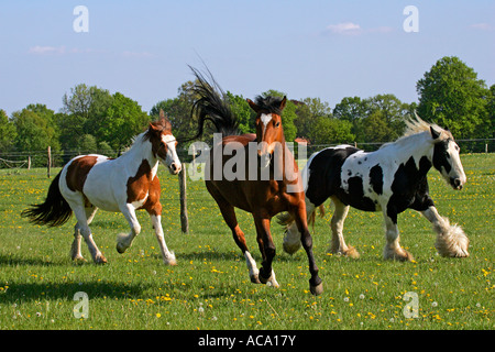 Galoppierende Freiberger Pferd und zwei Irish Tinker Pferde im Hintergrund - Stuten (Equus Przewalskii F. Caballus) Stockfoto